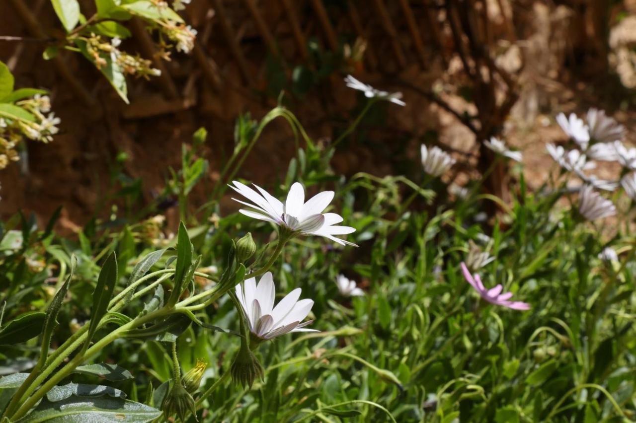Babina'S Place-Traditional House In إرموبولّي المظهر الخارجي الصورة